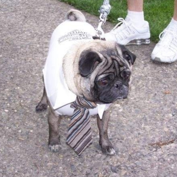 Meet your Posher, Sarah - Picture 6 of 8